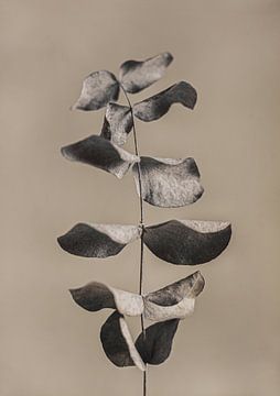 Gedroogde eucalyptus van Melanie Schat
