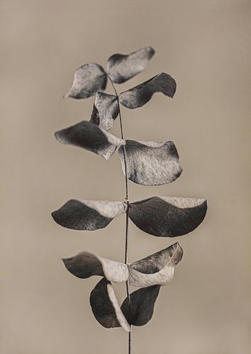 Dried eucalyptus by Melanie Schat
