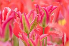 Tulips Pink -Green by Marco Liberto