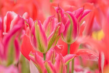 Tulpen Roze -Groen van Marco Liberto