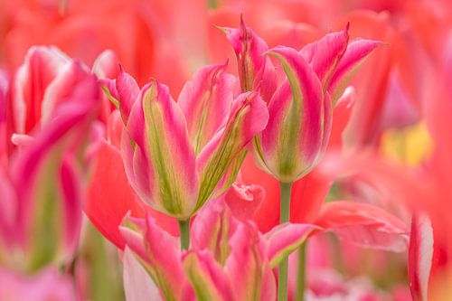Tulpen Rosa -Grün
