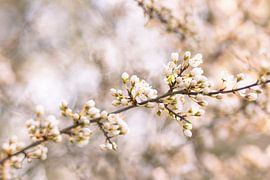 Blüten von Christina Neuhaus-Petrosino