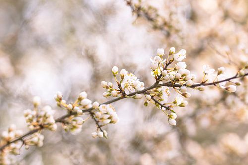 bloemen