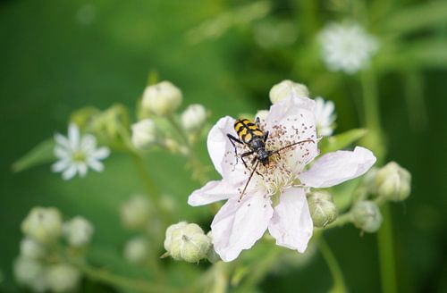 Insect op een witte bloem