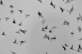 Flying starlings with a long shutter speed produce an abstract image by Anne Ponsen