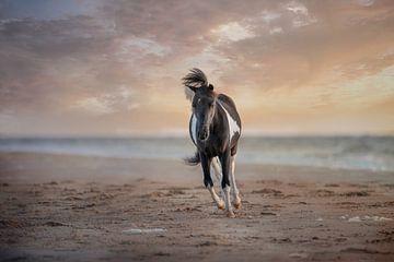 Paard op het strand van ingrid schot