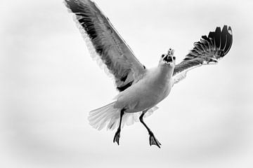 Got ya! by Marco Linssen