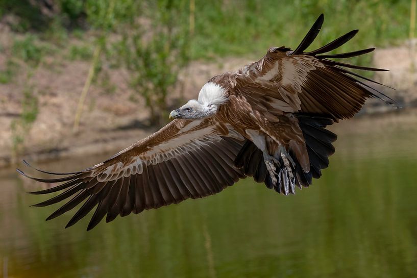 vautour fauve par Jessica Blokland van Diën