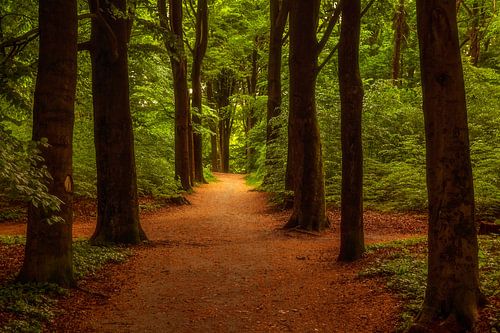 Een wandeling door het park