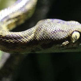 Garden boa by Matthias Brix