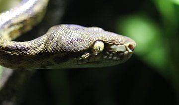 Gartenboa