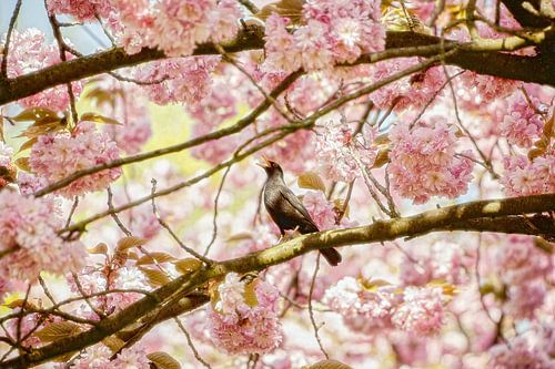 Merel & Blossom by Lars van de Goor