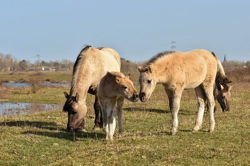 Wild paard met veulens