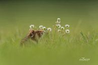 Hamster des champs européen par Vienna Wildlife Aperçu