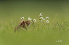 Hamster des champs européen sur Vienna Wildlife