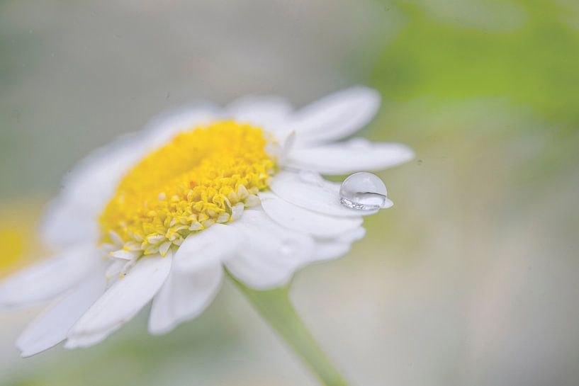 daisy with drop by Johan v. Schie