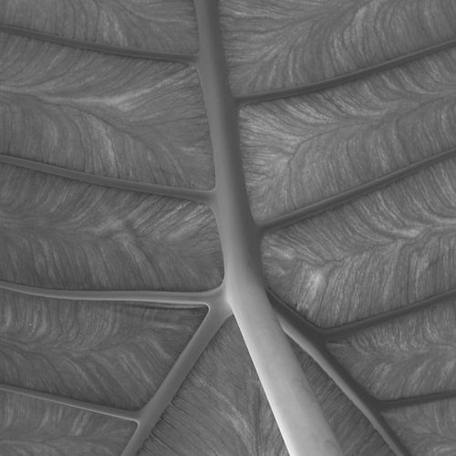Leaf vein