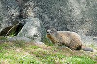 Provence, marmot