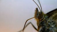 Knotweed Fritillary (Melitaea phoebe)