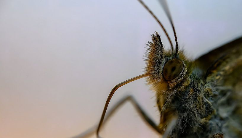 Knoopkruidparelmoervlinder (Melitaea phoebe) van Siousias Photography