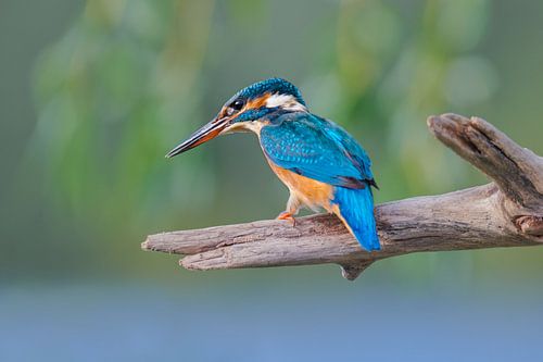 Kingfisher - Concentration by Kingfisher.photo - Corné van Oosterhout