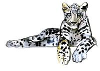 Arabian Leopard