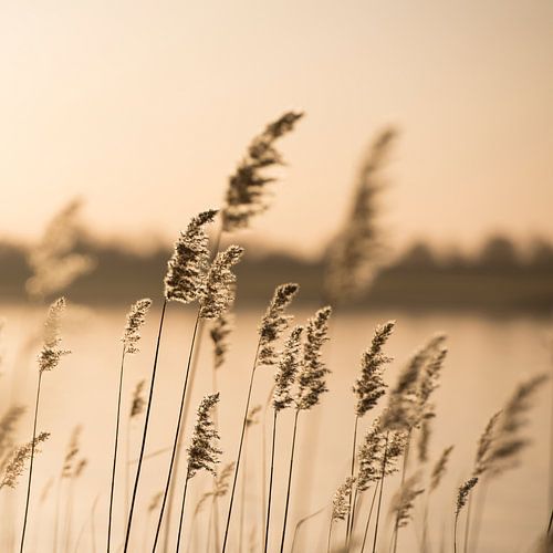 Riet en grassen bij het meer bij zonsondergang