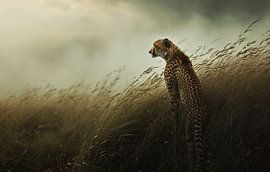 Majestic cheetah portrait
