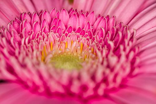 Roze Gerbera tot in de details