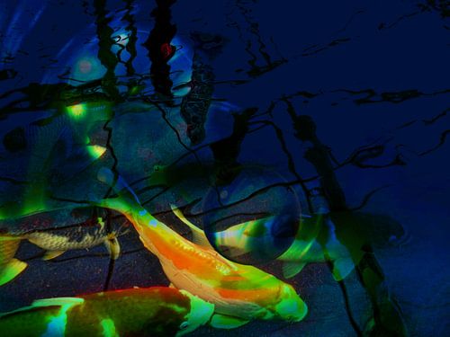 Koikarpers die diep zwemmen