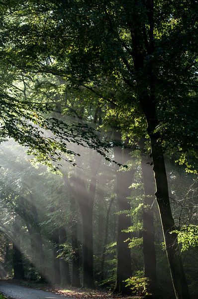 Zonneharpen  par Ruud Langendijk