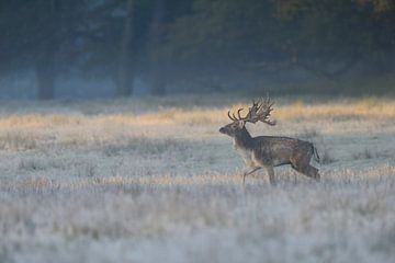 Fallow Deer ( Dama dama ), strong stag in first morning light van wunderbare Erde