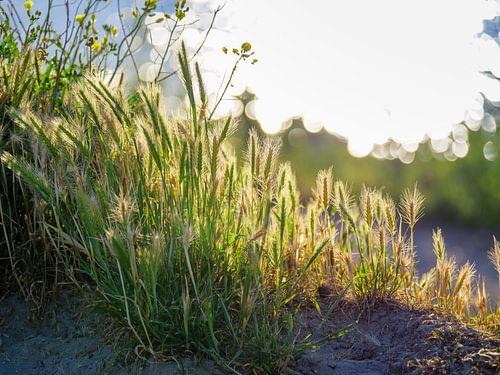 Planten op het strand met zonsondergang