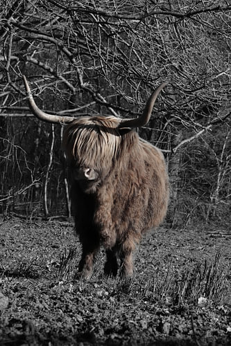 Schottischer Highlander in freier Wildbahn
