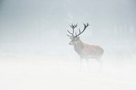 cerf rouge dans la brume par jowan iven Aperçu