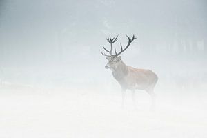 Rothirsch im Nebel von jowan iven