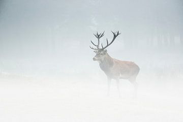 cerf rouge dans la brume