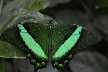 Groene Vlinder