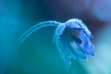 Wildemanskruid met dauwdrupeltjes blauw. van Mirakels Kiekje