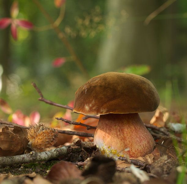 Sprookje van de paddenstoel. par Hans Bargerbos