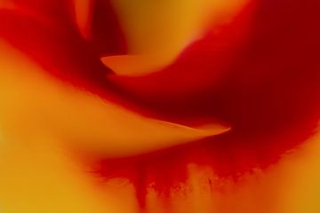 Orange und rote Blume von Vliner Flowers
