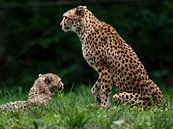 Jachtluipaard of Cheeta's : Koninklijke Burgers' Zoo van Loek Lobel thumbnail