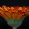 Oranje bloem close-up van Bert Nijholt