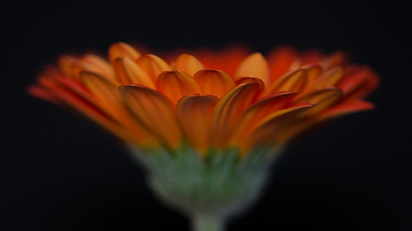Oranje bloem close-up van Bert Nijholt