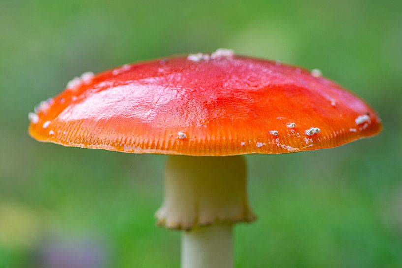 Pilz von Dylan Bakker