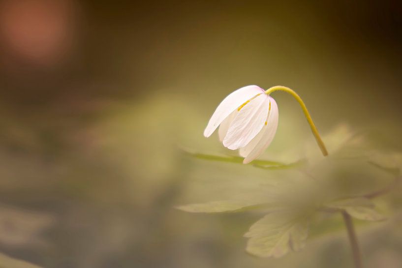 lonely flower by Petra Lakerveld