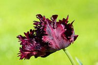 Tulip in green
