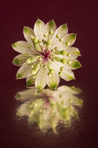 Abstracte reflectie: Een stilleven van een bloemetje van een Zeeuws Knoopje van Marjolijn van den Berg