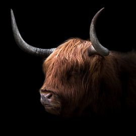 Highlander écossais sur Karel Ton