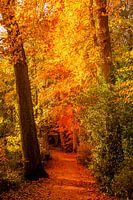 Herfstwandeling, Wassenaar